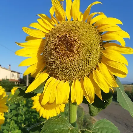 Girasole *