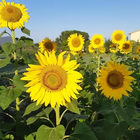 Farm stay Girasole *